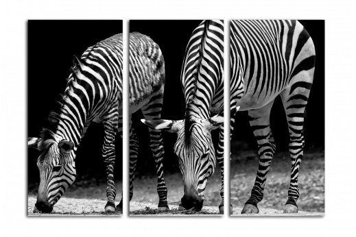 Модульная картина Черно-белые зебры